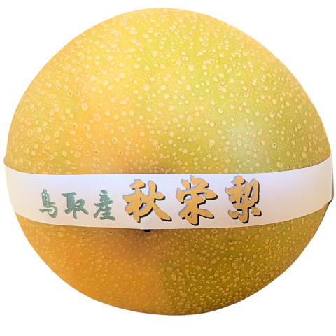 秋栄梨
