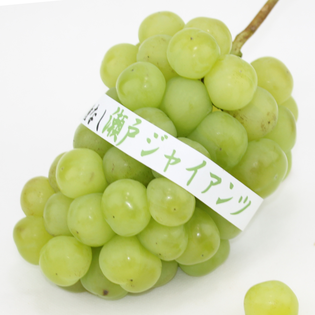 瀬戸ジャイアンツ