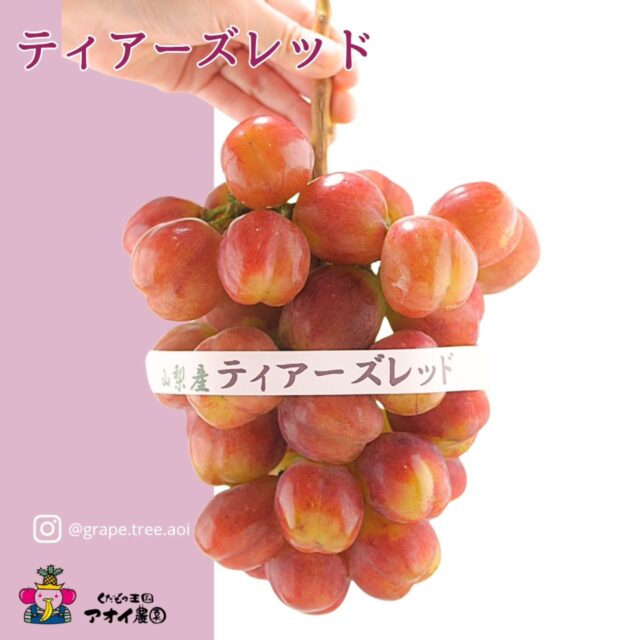 🍇✨ 市場初入荷！幻の赤ぶどう『ティアーズレッド』入荷しました！ ✨🍇
    長野県生坂村の「関口ティダ農園」で、関口孝さんがリザマート×クルガンローズを掛け合わせて誕生させた、
    “奇跡の大粒ぶどう” ティアーズレッド。
    一粒がとにかく大きく、噛んだ瞬間シャキッと弾ける果肉。
    高糖度なのに爽やかで上品な甘さが口いっぱいに広がります。
    種がなく、皮ごと食べられる手軽さも嬉しいポイント✨
    ですが──
    果実が大きすぎて裂果しやすく、色付きも難しいため、
    栽培の難易度は非常に高く、生産量がごくわずか。
    そのため市場でも 「滅多にお目にかかれない幻のぶどう」 と呼ばれています。
    今回、ついに市場で初入荷し、当店がいち早く仕入れました！🍷
    スーパーなどではまず並ばない、希少なティアーズレッド。
    この機会を逃すと、次はいつ出会えるかわかりません。
    数量限定で店頭にて、また当店のネットショップ『愛の果実』楽天市場、Yahooショップでも販売中です。
    ぜひ一度、この感動の一粒を味わってください。
    ―――――――――――――――――――――――――
    ネットショップ『愛の果実』
    ◆楽天市場◆
    https://www.rakuten.co.jp/aino-kajitu/
    ◆Yahooショップ◆
    https://shopping.geocities.jp/aino-kajitu/
    ―――――――――――――――――――――――――
    皆さまのご来店・お問い合わせを心よりお待ち申し上げております。
    ーーーーーーーーーーーーーー
    (有)アオイ農園　ぶどうの木
    大阪府和泉市葛の葉町3-3-11
    (お車などでナビゲーションシステムを利用される場合は、番地を3-3-13でセットしてください。)
    TEL:0725-41-6955
    営業時間
    アオイ農園　9:00〜21:00
    ぶどうの木　10:00〜20:00
    Lumiere du ciel  10:00〜21:00
    ーーーーーーーーーーーーーー
    #ティアーズレッド
    #幻のぶどう
    #超大粒ぶどう
    #長野県産 
    #関口ティダ農園
    #希少果実
    #市場初入荷
    #高級果物
    #皮ごと食べられる
    #糖度の高いぶどう 
    #贈り物にもおすすめ 
    #果物好きと繋がりたい
    #アオイ農園
    #ぶどうの木
    #Lumiere du ciel