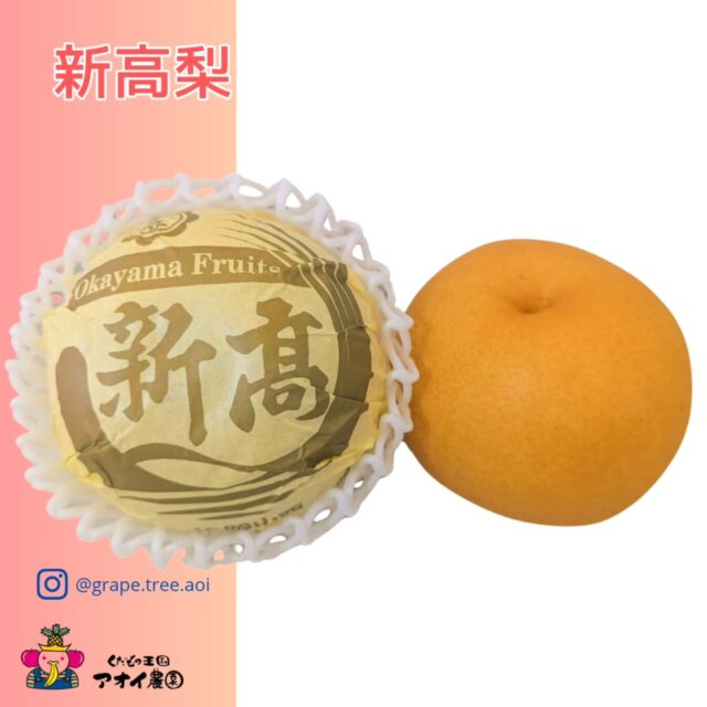 🍐✨梨の王様・新高（にいたか）梨✨🍐
    「天の川」と「長十郎」から生まれた、
    梨の中でもひときわ堂々とした存在。
    平均で400〜500g、
    大きいものではなんと1kgを超えることも！😳
    ひと口かじれば、シャリッと心地よい食感と
    あふれる果汁、口いっぱいに甘みが広がります。
    酸味が少なく、上品でまろやかな味わいはまさに“梨の王様”。👑
    出荷は9月〜10月。
    今まさに、旬の真っ只中です✨
    季節のご挨拶や贈り物にもぴったり。
    自然の恵みをたっぷり感じる新高梨をぜひどうぞ🍐💛
    皆さまのご来店・お問い合わせを心よりお待ち申し上げております。
    ーーーーーーーーーーーーーー
    (有)アオイ農園　ぶどうの木
    大阪府和泉市葛の葉町3-3-11
    (お車などでナビゲーションシステムを利用される場合は、番地を3-3-13でセットしてください。)
    TEL:0725-41-6955
    営業時間
    アオイ農園　9:00〜21:00
    ぶどうの木　10:00〜20:00
    Lumiere du ciel  10:00〜21:00
    ーーーーーーーーーーーーーー
    #新高梨
    #梨の王様
    #甘み強い梨
    #贈り物にもおすすめ 
    #アオイ農園
    #ぶどうの木
    #Lumiere du ciel
