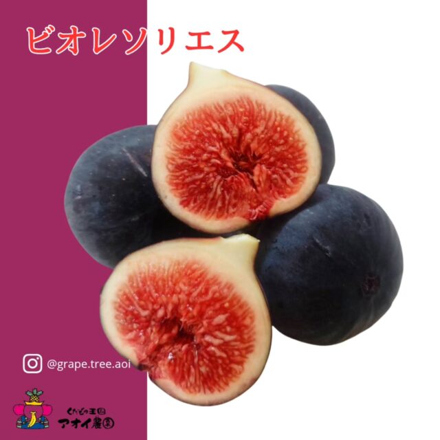 ✨幻の黒いちじく「ビオレ・ソリエス」✨
    まるで宝石のような深い黒紫色。
    フランスを代表する高級いちじく「ビオレ・ソリエス」は、
    “黒いダイヤ”とも呼ばれるほどの希少果。
    糖度が高く、濃密で上品な甘さ。
    芳醇な香りと、とろける果肉が贅沢なひとときを届けます。
    市場にはほとんど出回らず、
    日本でもごくわずかな生産者だけが育てる貴重な品種。
    その多くが佐賀県で、収穫期はわずか9月下旬〜10月半ばの短い間だけ。
    ミネラルやカルシウム、カリウムも豊富で、
    古くから「不老長寿の果実」と呼ばれるほど。
    ──フランスの風香る、特別な黒い果実を。
    今だけの旬をお見逃しなく。🖤
    皆さまのご来店・お問い合わせを心よりお待ち申し上げております。
    ーーーーーーーーーーーーーー
    (有)アオイ農園　ぶどうの木
    大阪府和泉市葛の葉町3-3-11
    (お車などでナビゲーションシステムを利用される場合は、番地を3-3-13でセットしてください。)
    TEL:0725-41-6955
    営業時間
    アオイ農園　9:00〜21:00
    ぶどうの木　10:00〜20:00
    Lumiere du ciel  10:00〜21:00
    ーーーーーーーーーーーーーー
    #ビオレソリエス
    #黒いちじく
    #幻の果実
    #高級フルーツ
    #黒いダイヤ
    #不老長寿の果物
    #いちじく好きな人と繋がりたい
    #アオイ農園
    #ぶどうの木
    #Lumiere du ciel