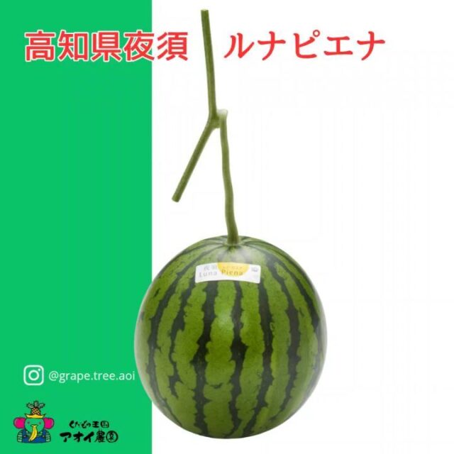 🍉冬にも美味しいすいか🍉 
    ✨🍉ルナピエナ ― 満ちる月のスイカ ✨🍉
    高知県夜須町。
    太陽が一年を通して降り注ぎ、海は光を反射してまるでダイヤモンドを散りばめたように輝く――
    この奇跡の土地で、ひとつの特別なスイカが静かに育まれています。
    その名は 「ルナピエナ」。
    イタリア語で「ルナ＝月」「ピエナ＝満ちる」。
    “満ちる月”――まさにその名の通り、白銀の満月のように気高く、みずみずしく、甘さを湛えた果実です。
    特別仕立ての「ゆりかご」で一玉一玉を宙に浮かせ、
    太陽の光を360度から受け止める“立体栽培”。
    時をかけて、ゆっくりと果実の美味しさが満ちていく。
    それは、まるで月が静かに満ちていく瞬間のように、穏やかで確かな輝きです。
    夜須町の自然と技、そして想いがひとつに重なって生まれた逸品。
    手にするたびに、光と月と海の物語を感じていただけます。
    🌕 Luna Piena ― 満ちる月のスイカ。
    大切なひとときに、ぜひその一片の奇跡を。
    当店にて販売しております。
    皆さまのご来店・お問い合わせを心よりお待ち申し上げております。
    ーーーーーーーーーーーーーー
    (有)アオイ農園　ぶどうの木
    大阪府和泉市葛の葉町3-3-11
    (お車などでナビゲーションシステムを利用される場合は、番地を3-3-13でセットしてください。)
    TEL:0725-41-6955
    営業時間
    アオイ農園　9:00〜21:00
    ぶどうの木　10:00〜20:00
    Lumiere du ciel  10:00〜21:00
    ーーーーーーーーーーーーーー
    #ルナピエナ
    #夜須町
    #高知スイカ
    #高級フルーツ
    #満ちる月のスイカ
    #LunaPiena
    #高知の恵み
    #贈り物に最適
    #果実の芸術
    #アオイ農園
    #ぶどうの木
    #Lumiere du ciel