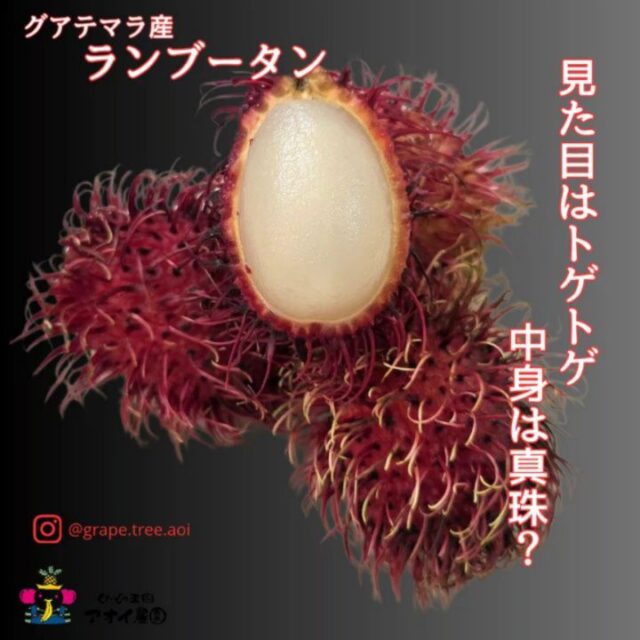 💎​トゲの中に、真珠💎
    ​見た目の鮮やかさに驚かれる方も多いですが、一皮剥けば、そこには真珠のように白く輝く、極上の果肉が隠れています。
    ​東南アジアの至宝とも呼ばれる「ランブータン」。
    ライチをさらに濃厚にしたような、とろける甘みと溢れ出すジューシーな果汁は、一度食べると虜になること間違いありません。
    ​実はお肌に嬉しい「食べるエステ」
    高級フルーツとしての味わいはもちろん、実はビタミンCや鉄分が非常に豊富。乾燥が気になるこの時期、内側から潤いを満たしてくれる、女性にこそ召し上がっていただきたい「ご褒美フルーツ」なんです。
    ​【目利きのこだわり】
    当店では、産地から届いたばかりの、トゲの先まで鮮やかな最高品質のみを厳選。この瑞々しさは、鮮度が命の高級店ならではの自慢です。
    ​現在、非常に希少なため数量限定での入荷となっております。
    自分への特別なご褒美に。あるいは、大切な方への「驚き」を添えたギフトに。
    ​南国の真珠が放つ、高貴な甘みをぜひご堪能ください。
    お問い合わせは、お気軽に店頭またはお電話にて承っております。
    （※希少品のため、売り切れの際はご容赦くださいませ。）
    ーーーーーーーーーーーーー
    (有)アオイ農園　ぶどうの木
    大阪府和泉市葛の葉町3-3-11
    (お車などでナビゲーションシステムを利用される場合は、番地を3-3-13でセットしてください。)
    TEL:0725-41-6955
    営業時間
    アオイ農園　9:00〜21:00
    ぶどうの木　10:00〜20:00
    Lumiere du ciel  10:00〜21:00
    ーーーーーーーーーーーーーー
    #ランブータン
    #高級フルーツ
    #贈り物に最適
    #旬を味わう
    #フルーツギフト