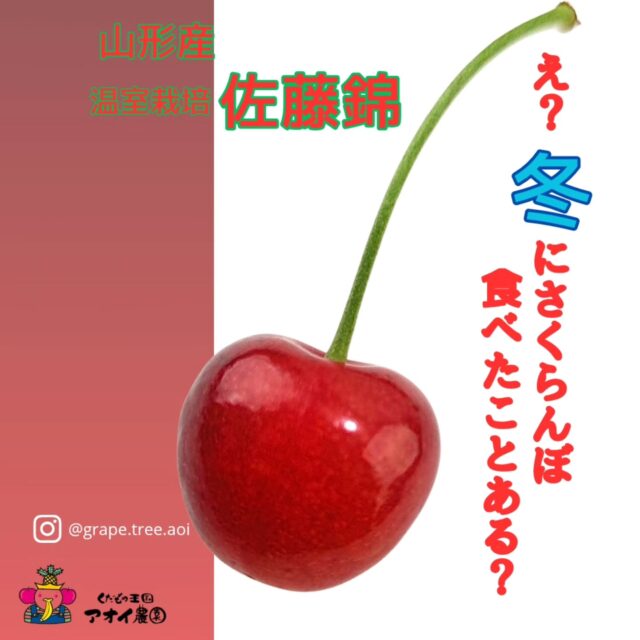 雪国の魔法で育つ「冬の箱入り娘」
    ​
    雪降る山形から届いた、一足早い春の贈り物。🍒✨
    ​この真っ赤に輝く佐藤錦、実は「超」過保護に育てられた箱入り娘なんです。
    1月に出荷するために、農家さんが仕掛ける驚きのステップがこちら。
    ​❄️ 1. 夏の間に「今は冬だよ」と嘘をつく
    夏の間にさくらんぼの木を巨大な冷蔵庫に入れ、「今は冬だよ」と勘違いさせます。
    ​🌸 2. 秋に「春が来た！」と目覚めさせる
    10月頃、木を温室へ移動。一気に温度を上げて「春が来た！」と思わせることで、冬を飛び越えて花を咲かせます。
    ​🔥 3. 24時間体制の職人技
    外は厳しい雪景色でも、ハウス内は常に春のポカポカ陽気。農家さんが24時間体制で温度を徹底管理することで、ようやくこの一粒が実ります。
    ​初夏を冬に再現するという、まさに職人さんの情熱が詰まった「冬の宝石」。
    口に入れた瞬間に広がる甘酸っぱい香りは、厳しい冬を忘れさせてくれる幸せの味です。🌸❄️
    ​頑張った自分へのご褒美に。
    特別な方への贈り物に🎁
    一足お先の春をいかがでしょうか。
    ーーーーーーーーーーーー
    (有)アオイ農園　ぶどうの木
    大阪府和泉市葛の葉町3-3-11
    (お車などでナビゲーションシステムを利用される場合は、番地を3-3-13でセットしてください。)
    TEL:0725-41-6955
    営業時間
    アオイ農園　9:00〜21:00
    ぶどうの木　10:00〜20:00
    Lumiere du ciel  10:00〜21:00
    ーーーーーーーーーーーーーー
    ​#冬のさくらんぼ
    #佐藤錦 
    #山形 
    #山形グルメ
    #フルーツ好き