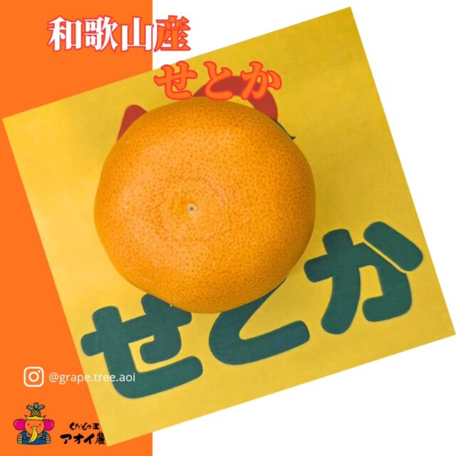 ​まさに「柑橘の大トロ」！🍊✨
    今が旬の【せとか】今冬、初入荷です。
    ​「清見」
    「アンコール」
    「マーコット」
    の3種類を掛け合わせた、いいとこ取りのサラブレッド。
    持った瞬間にわかる皮の薄さと、溢れ出しそうな重量感にワクワクします。
    ​一口食べると、とろけるような食感と濃厚な甘みが広がって、もう幸せです。
    オレンジのような華やかな香りと、みかんのような食べやすさ。
    糖度が高くて酸味とのバランスも完璧です。
    ​自分へのご褒美や、大切な人へのギフトにもぴったり。
    この時期だけの特別な味、ぜひチェックして下さい！
    ーーーーーーーーーーーー
    (有)アオイ農園　ぶどうの木
    大阪府和泉市葛の葉町3-3-11
    (お車などでナビゲーションシステムを利用される場合は、番地を3-3-13でセットしてください。)
    TEL:0725-41-6955
    営業時間
    アオイ農園　9:00〜21:00
    ぶどうの木　10:00〜20:00
    Lumiere du ciel  10:00〜21:00
    ーーーーーーーーーーーーーー
    ​#せとか
    #高級みかん
    #旬のフルーツ 
    #フルーツ大好き
    #自分へのご褒美