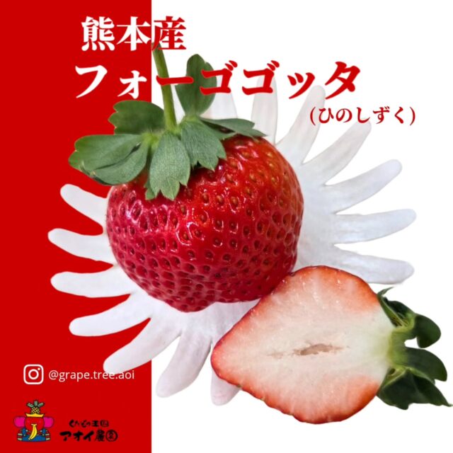 熊本から届いた、宝石のような贈り物。
    ​その名は「フォーゴゴッタ」🍓
    (ひのしずく)
    熊本県の清らかな水から生まれた、栽培農家が限定されている希少なオリジナル品種です🍓
    ​箱を開けた瞬間に広がる豊かな香りと、
    ハッとするほど鮮やかで大粒な赤。
    一口かじれば、酸味が少なく際立つ甘さと、
    溢れ出すほどジューシーな果汁が口いっぱいに広がります。
    ​土作りからこだわり抜いて育てられた一粒。
    後味は驚くほどすっきりしていて、
    鼻に抜ける香りが余韻を残します。
    一つ、また一つと手が伸びてしまう美味しさです。
    当店では、大粒のフォーゴゴッタを
    一つひとつドーム型のかわいい容器に入れて
    お届けします。
    ​冬だけの幸せ。
    自分へのご褒美や、大切な人へのギフトにもぴったりです✨
    ーーーーーーーーーーーー
    (有)アオイ農園　ぶどうの木
    大阪府和泉市葛の葉町3-3-11
    (お車などでナビゲーションシステムを利用される場合は、番地を3-3-13でセットしてください。)
    TEL:0725-41-6955
    営業時間
    アオイ農園　9:00〜21:00
    ぶどうの木　10:00〜20:00
    Lumiere du ciel  10:00〜21:00
    ーーーーーーーーーーーーーー
    #ひのしずく 
    #熊本グルメ 
    #熊本いちご
    #いちご好き 
    #旬の果物