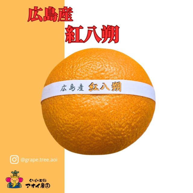 ​冬の寒さを吹き飛ばす
    鮮やかな『紅八朔』が旬を迎えました🍊
    ​普通のはっさくとは一味も二味も違う、贅沢な味わいをお届けします。
    ◆ 際立つ「赤み」と「甘み」
    はっさくの枝変わりとして誕生したこの品種。
    最大の特徴は、その名の通り「紅（くれない）」色に色づく果皮と、ほんのりオレンジに染まった果肉です。
    普通のはっさくよりも糖度が高く、特有の苦みが控えめなので、お子様から大人まで虜にする濃厚な旨味が凝縮されています。
    ​◆ 驚きのシャキ・プリ食感
    一粒一粒がしっかりと立ち、口の中で弾けるプリプリ感！
    シャキッとした心地よい歯ごたえは、紅はっさくだからこそ味わえる至福の瞬間です。
    ​◆ 最高の「旬」をお届け
    1月中旬に収穫後、じっくり貯蔵すると酸味が抜けます。
    2月〜4月が最も美味しい食べごろです。
    ​【美味しいお召し上がり方 ＆ 保存方法】
    ​🍴 食べ方のコツ
    皮が厚く、愛情がぎゅっと詰まっています。
    ナイフで軽く切り目を入れると剥きやすくなりますよ。
    内皮（じょうのう）も厚めなので、丁寧に剥いて、中の宝石のような果肉をお楽しみください。
    ​❄️ 保存について
    直射日光を避け、風通しの良い涼しい場所で保管してください。
    ーーーーーーーーーーーー
    (有)アオイ農園　ぶどうの木
    大阪府和泉市葛の葉町3-3-11
    (お車などでナビゲーションシステムを利用される場合は、番地を3-3-13でセットしてください。)
    TEL:0725-41-6955
    営業時間
    アオイ農園　9:00〜21:00
    ぶどうの木　10:00〜20:00
    Lumiere du ciel  10:00〜21:00
    ーーーーーーーーーーーーーー
    ​#紅はっさく 
    #紅八朔 
    #フルーツギフト
    #果物好き
    #自分へのご褒美