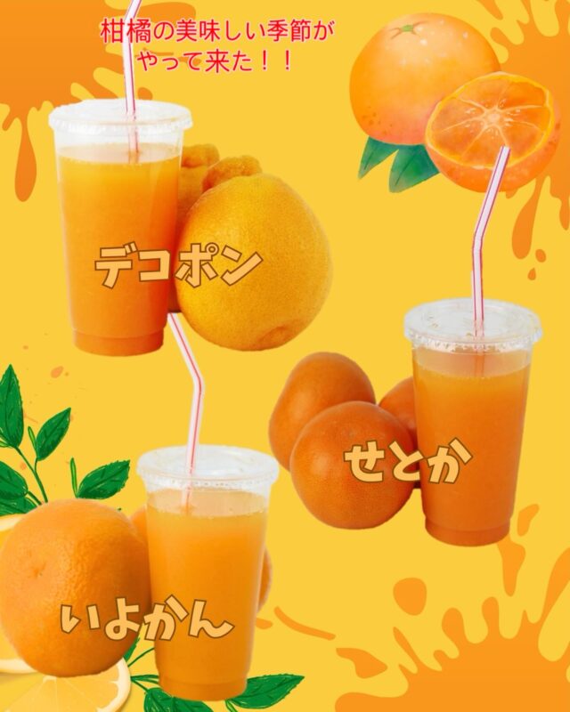 🍊柑橘ジュース🍊
    柑橘のジュースが始まりました🍹
    色んな種類があってどれにしようか迷ってしまいそうですが🤔
    これは本当に好みの問題で😄
    スタッフの間でも意見が皆んなバラバラです🤣
    お店で売っている柑橘を注文を受けてから
    生搾りする為、搾りたての爽やかな香りと
    酸味の中にほんのり感じる優しい甘みが楽しめて
    柑橘好きさんには喜んで頂けると思います👍
    是非、色んな味をお楽しみ下さい🙇‍♀️
    デコポン　¥850(¥918/935)
    せとか　　¥900(¥972/990)
    いよかん　¥800(¥864/880)
    ＝＝＝＝＝＝＝＝＝＝＝＝＝＝＝＝＝＝
    【アオイ農園】
     営業時間︰9:00〜21:00
    【フルーツパーラー「ぶどうの木」】
     営業時間︰10:00〜20:00(ラストオーダー)
     〒594-0081 
      大阪府和泉市葛の葉町3丁目3-11
     （お車でお越しの際はカーナビを
      3丁目3-14でセット下さい。）
     JR北信太駅より  徒歩15分
      南海北助松駅より 徒歩20分
     定休日︰年中無休
      TEL☎︰0725-41-6955
    ＝＝＝＝＝＝＝＝＝＝＝＝＝＝＝＝＝＝＝＝
      #フルーツ #ジュース  #柑橘　#クレープ屋さん #柑橘ジュース