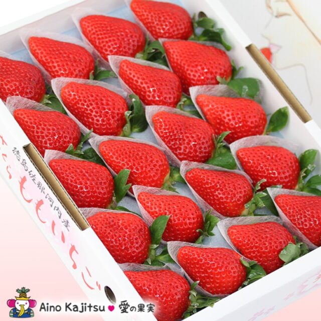 国産高級いちご（さくらももいちご）
    さくらいちごは糖度が高く、「あまおう」が13度～15度に比べ「さくらももいちご」は16度程もあります。
    真っ赤な光沢のある見た目、果肉が締まっており、サクサクとした歯ざわりの良い食感です。
    只今、「愛の果実 楽天市場店」、「愛の果実 Yahoo店」ではポイント10倍☆
    是非、ご訪問ください！
    -------------------------
    住所：〒594-0081
    大阪府和泉市葛の葉町3-3-11
    電話番号：0725-51-7586
    -------------------------
    #いちご
    #さくらももいちご
    #いちごギフト
    #贈り物
    #フルーツギフト
    #季節の果物
    #フルーツボックス
    #フルーツバスケット
    #fruitlover
    #果物
    #フルーツ
    #アオイ農園
    #愛の果実
    #愛の果実 楽天市場店
    #愛の果実 Yahoo店