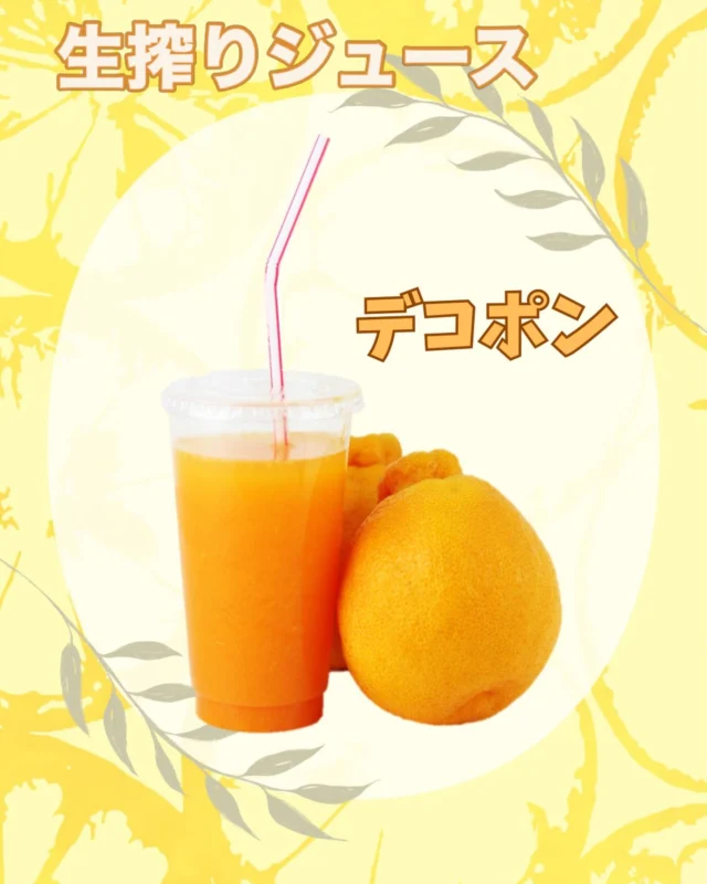 ジュース
    🍊デコポンジュース🍊
    清見オレンジとポンカンを掛け合わせた
    糖度13度以上、酸度1%以下という
    厳しい基準をクリアした高糖度で
    濃厚な味わいの柑橘です🍊
    甘味と酸味のバランスが良く
    濃厚でジューシー。
    この季節身体が欲する柑橘のジュースを
    是非ご賞味くださいませ🙇‍♀️
    ＝＝＝＝＝＝＝＝＝＝＝＝＝＝＝＝＝＝
    【アオイ農園】
     営業時間︰9:00〜21:00
    【フルーツパーラー「ぶどうの木」】
     営業時間︰10:00〜20:00(ラストオーダー)
     〒594-0081 
      大阪府和泉市葛の葉町3丁目3-11
     （お車でお越しの際はカーナビを
      3丁目3-14でセット下さい。）
     JR北信太駅より  徒歩15分
      南海北助松駅より 徒歩20分
     定休日︰年中無休
      TEL☎︰0725-41-6955
    ＝＝＝＝＝＝＝＝＝＝＝＝＝＝＝＝＝＝＝＝
      #フルーツ #ジュース  #和泉市カフェ