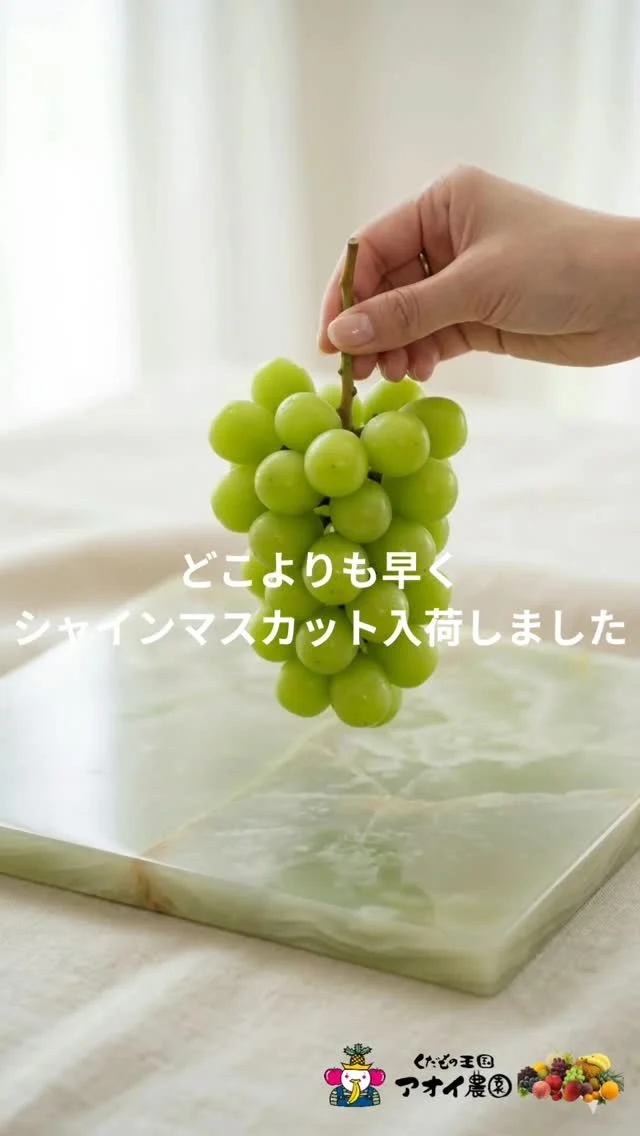 ​【お待たせしました。初夏の贈り物、届きました🌿】
    ​皆さまの心待ちにされていた声が届いたのか、
    今年は例年よりぐっと早く、シャインマスカットが入荷いたしました。
    ​もうすぐやってくる「母の日」。
    「お母さんの大好きなシャインマスカットを贈りたい」
    そんな優しい想いにお応えできる準備が整いました。
    ​また、もうすぐ始まるゴールデンウィーク。
    久しぶりに集まるご家族の真ん中に、この輝く一房があれば、会話もよりいっそう弾むはず。
    ​大切な人へのギフトに。
    そして、頑張っている自分たちへのご褒美に。
    アオイ農園がどこよりも早く入手した初物シャインマスカット、ぜひお買い求めください。
    ーーーーーーーーーーーーー
    (有)アオイ農園　ぶどうの木
    大阪府和泉市葛の葉町3-3-11
    (お車などでナビゲーションシステムを利用される場合は、番地を3-3-13でセットしてください。)
    TEL:0725-41-6955
    営業時間
    アオイ農園　9:00〜21:00
    ぶどうの木　10:00〜20:00
    Lumiere du ciel  10:00〜21:00
    ーーーーーーーーーーーーーー
    #シャインマスカット
    #初物
    #母の日
    #ぶどう
    #贈り物