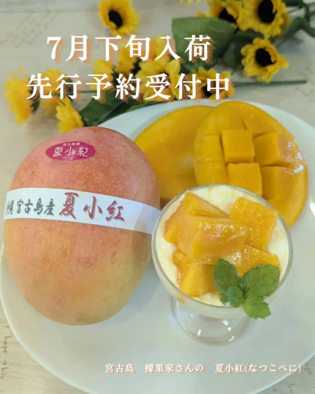 ＼ ⚠️本日より数量限定・完全予約スタート⚠️ ／
    宮古島から届く、年に一度の奇跡『夏小紅（なつこべに）』🥭✨
    収穫数が極めて少ない【幻のマンゴー】のため、ご予約を承ります！
    ​【美味しさの秘密と、収穫のこだわり】
    ひと口食べた瞬間、スタッフ全員が「絶対にうちの大切なお客様に届けたい！」と衝撃を受けた特別なマンゴーなのですが……
    ​実はこの『夏小紅』、大変希少な品種なうえに、【収穫できる数に限りがあり】、一度に届く数が本当にごくわずかしかありません…！😭
    ​さらに美味しさへのこだわりがすごいんです。
    宮古島からお店に届き、お客様のお手元に渡るまでの時間を逆算して、まさに「食べる瞬間に最高の完熟状態」になるよう、職人さんが熟度を完璧に見極めて絶妙なタイミングでハサミを入れて収穫しています。
    ​だからこそ、お家で箱を開けた瞬間が一番の食べ頃！
    糖度は驚異の平均18度〜20度！濃厚なハチミツのような甘さと、お口に入れた瞬間にジュワッと広がるなめらかな果肉を、最高の状態でお楽しみいただけます。
    ​宮古島の美しい海と珊瑚を守るため、農薬を極限まで減らして一玉一玉に無限の愛情を注じて育てられた最高の結晶。
    ​毎年リピートされるお客様も非常に多いため、規定数に達し次第、予告なく受付を終了させていただきます🙇‍♀️。「一度食べてみたい！」という方は、ぜひ今すぐの確保をおすすめします…！
    ​【詳細・予約方法】
    📅 入荷・お渡し時期： 7月下旬〜8月中旬頃
    ※マンゴーが最高の状態で収穫され次第、ご予約をいただいた順番に責任を持ってお渡しいたします。
    ​📥 ご予約方法：
    早期終了が予想されますので、お早めにお願いいたします！
    ① 店頭予約： スタッフへ「夏小紅（なつこべに）の予約」とお申し付けください。
    ② お電話予約： 📞 0725-41-6955 までお気軽にお問合せください。
    ​宮古島の豊かな自然と溢れるほどの愛情が育てた「幻の一玉」。
    この夏、絶対に逃したくない極上の感動を、ぜひあなたのご家庭で、そして大切な方へのギフトに選んでみてくださいね。
    ​ーーーーーーーーーーーーーーーー
    (有)アオイ農園　ぶどうの木
    大阪府和泉市葛の葉町3-3-11
    (お車などでナビゲーションシステムを利用される場合は、番地を3-3-14でセットしてください。)
    TEL:0725-41-6955
    営業時間
    アオイ農園　9:00〜21:00
    ぶどうの木　10:00〜20:00
    Lumiere du ciel  10:00〜21:00
    ーーーーーーーーーーーーーーーー
    ​#アオイ農園
    #夏小紅
    #珊瑚
    #数量限定 
    #宮古島