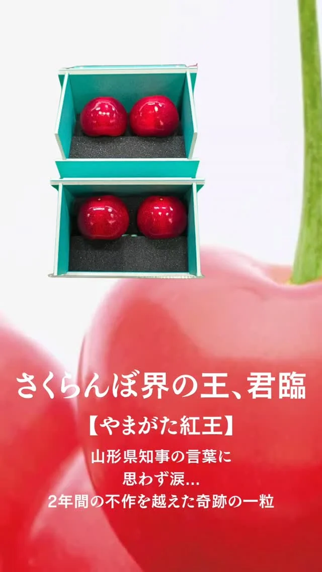 ​【感動でウルウルしてしまいました…😢🍒】
    ​先日、大阪中央卸売市場で行われた、山形県「やまがた紅王（べにおう）」のトップセールスに参加してきました！
    ​そこで語られたストーリーが、本当に胸が熱くなるもので……
    ​20年以上の歳月をかけて開発され、満を持してデビューした「やまがた紅王」。
    ですが、ここ数年は天候不良に泣かされ、本当に苦しい不作が続いていたそうです。
    ​「今年こそは、何としてでも全国に届けたい！」
    山形県知事、そして農協をはじめ、県を挙げた『総力戦』で挑んだ今年。
    苦難を乗り越え、ついに悲願の出荷量を迎えることができたと、熱く語る姿に思わず涙が出そうになりました。
    ​実はこの「やまがた紅王」、ルーツが本当にすごいんです✨
    ​大人気のブランド品種「紅秀峰」と、アメリカの大玉最高峰「レーニア」などの血統を掛け合わせて生まれた、まさにさくらんぼ界のエリート中のエリート！
    ​その驚きの特長がこちら👇
    🍒 3L〜4L中心の圧倒的な大玉！（紅秀峰よりもひとまわり大きいです！）
    🍒 糖度20度程度で酸味が少なく、食味良好！
    🍒 果肉が硬くて「日持ち」が抜群に優れている！
    ​パッと目を引くツヤツヤの美しいルビー色。一粒口に入れた瞬間に、その弾ける果肉感と濃厚な甘さに感動します。
    ​この一粒一粒には、農家さんや山形県のみなさんの血と汗と涙、そして「情熱」が詰まっています。
    ​生産者さんの熱い想いのバトンを、今度は私たちが皆さまへ繋ぐ番です！
    ​命をかけて育てられた、奇跡の「やまがた紅王」。
    ぜひ、その一粒のストーリーごと味わってみてください。
    ​ーーーーーーーーーーーーーーーー
    (有)アオイ農園　ぶどうの木
    大阪府和泉市葛の葉町3-3-11
    (お車などでナビゲーションシステムを利用される場合は、番地を3-3-14でセットしてください。)
    TEL:0725-41-6955
    営業時間
    アオイ農園　9:00～21:00
    ぶどうの木　10:00～20:00
    Lumiere du ciel　10:00～21:00
    ​ーーーーーーーーーーーーーーーー
    #やまがた紅王
    #さくらんぼ
    #紅秀峰
    #レーニア
    #山形県産