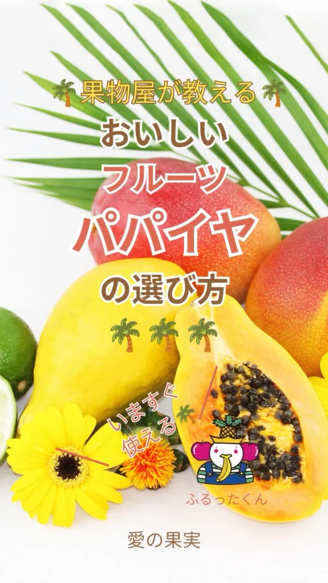 果物屋が教える✨
    おいしいパパイヤを見分けるポイント3選！
    ①ハリとツヤがある
    新鮮な証拠✨
    香りがしっかりしてきたら食べ頃です♪
    ②皮が黄色く色づいている
    青みが少なく、黄色が濃いほど食べ頃に近づいています✨
    ③やさしく押すと少し弾力がある
    少し柔らかさを感じるくらいが食べ頃のサイン😊
    せっかく食べるなら、おいしいパパイヤを選びたいですよね✨
    ぜひ保存して、お買い物のときに役立ててください😊
    💬 パパイヤはどんな食べ方が好きですか？
    🥄 そのまま食べる
    🍋 レモンをかけて食べる
    お店へはプロフィールのリンクからどうぞ😊
    @aino.kajitu
    #パパイヤ
    #果物
    #フルーツ
    #旬のフルーツ
    #果物好きな人と繋がりたい
    #フルーツギフト
    #愛の果実
    #南国フルーツ
    #トロピカルフルーツ
    #パパイヤ好き
    #果物のある暮らし
    #食べ頃
    #旬を楽しむ
    #楽天市場