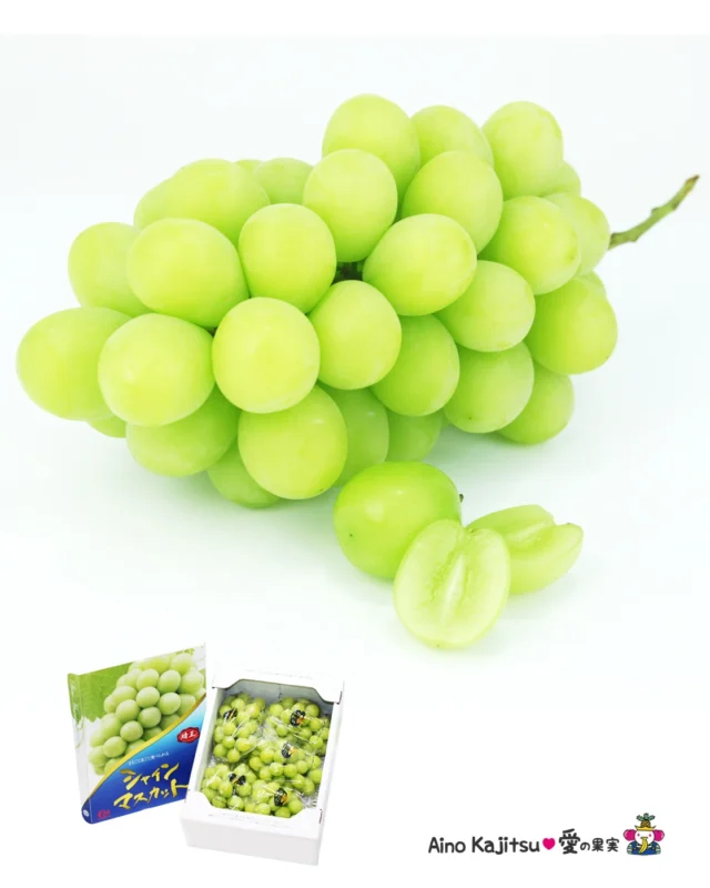 🍇✨知ってたらちょっと自慢できる！
    シャインマスカットの秘密
    実はシャインマスカットは、
    「甘くて皮ごと食べられるブドウ」というだけじゃないんです👀
    🗾 ① 日本で生まれた“新世代”のブドウ
    シャインマスカットは農研機構が育成した日本生まれの品種。2006年に品種登録された、比較的新しいブドウです✨
    🍇 ② 「種なし」は品種そのものの特徴じゃない
    シャインマスカットは、もともとは種ありの品種。
    一般的に出回っている「種なしシャインマスカット」は、
    栽培時にジベレリン処理を行うことで種をできにくくしています。
    つまり、「種なし」は栽培技術の力なのです！
    💚 ③ 皮ごと食べられるのにも理由がある
    シャインマスカットは、果皮がとても薄く、渋みが少ないのが特徴。
    だから皮をむかなくても、パリッとした食感と一緒に楽しめます✨
    ちなみに熟してくると緑色が黄色っぽく変化します。
    見慣れない姿かもしれませんが「黄色っぽい＝傷んでいる」わけではありません👀
    むしろ熟度が進んで果肉は柔らかく糖度が高くなっているサインです。
    機会があればぜひ召し上がってくださいね♪
    🍇 見た目・甘さ・香り・食感。
    いろいろな魅力が詰まっているからこそ、
    シャインマスカットは人気なのです✨
    「これ知らなかった！」という豆知識があったら、ぜひ誰かに教えてあげてくださいね😊
    お店へはプロフィールのリンクからどうぞ♪
    @aino.kajitu
    #シャインマスカット
    #ぶどう好き
    #ぶどう好きな人と繋がりたい
    #フルーツ好き
    #果物好き
    #旬の果物
    #果物
    #フルーツ
    #果物好きな人と繋がりたい
    #フルーツギフト
    #愛の果実
    #高級フルーツ