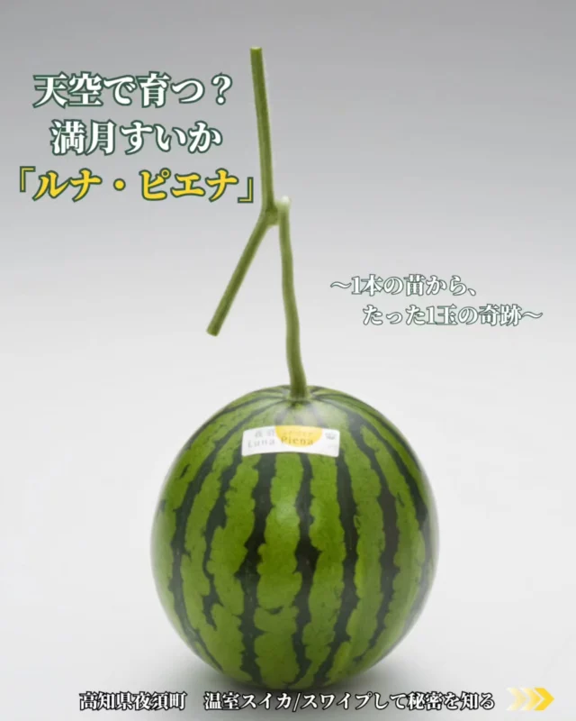 ​🍉 【入荷のお知らせ】
    季節外れの奇跡！？天空で育つ満月すいか「ルナ・ピエナ」が入荷しました！ 🌕✨ 
    ​「えっ、今の時期にスイカ！？」と驚かれる方も多いのですが…
    実はこれ、ただのスイカじゃないんです👀！
    ​高知県夜須町から届いた温室スイカ『ルナ・ピエナ（Luna Piena）』。
    イタリア語で「満月」を意味する名前の通り、なんと地面ではなく、空中にゆりかごのように吊るして育てられる「空中立体栽培」で作られています🌱 
    ​詳しい美味しさのヒミツは、ぜひ画像をスワイプしてチェックしてみてくださいね👉✨ 
    ​💡 ここがスゴイ！ルナ・ピエナ
    ✔ 360度、太陽の光を全身に浴びるから皮のギリギリまで真っ赤で甘い！
    ✔ 「1本の苗に1玉だけ」に絞って、うまみと栄養を限界まで凝縮！
    ✔ 熟練の農家さんが1玉ずつ音を聞き分ける「2段階選別」をクリアしたエリート！ 
    ​箱を開けた瞬間、ピンと張ったアンテナのようなツルにまず感動しますよ〜！
    （これ、新鮮な証拠なんです✨）
    シャリっとした食感と、口いっぱいに広がる濃厚な甘さは、一度食べたら忘れられません🤤🍉 
    ​大切な方への特別なギフトや手土産、お祝い事にもめちゃくちゃ喜ばれます🎁
    もちろん、ご家族や自分へのとっておきのご褒美にもぴったりです！ 
    ​現在、わずか5軒の農家さんしか育てていない希少なスイカのため、入荷数に限りがございます🙇‍♀️💦
    気になった方は、ぜひお早めに店頭でチェックしてくださいね！ 
    ​お取り置きや地方発送のご相談も承っておりますので、お気軽にお声がけ・お問い合わせください😊📞
    ​皆さまのご来店を心よりお待ちしております🍀
    ​ーーーーーーーーーーーーーーーー
    (有)アオイ農園　ぶどうの木
    大阪府和泉市葛の葉町3-3-11
    (お車などでナビゲーションシステムを利用される場合は、番地を3-3-14でセットしてください。)
    TEL:0725-41-6955
    営業時間
    アオイ農園　9:00〜21:00
    ぶどうの木　10:00〜20:00
    Lumiere du ciel  10:00〜21:00
    ーーーーーーーーーーーーーーーー
    ​#ルナピエナ
    #高知県産
    #フルーツギフト
    #手土産におすすめ 
    #スイカ好き