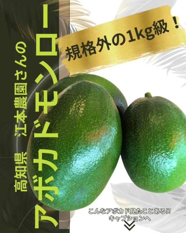 ​みなさん、こんなアボカド見たことありますか…！？😲
    今回、温暖な高知の陽光が育んだ、ラグジュアリーな国産アボカド『モンロー』が、あの江本農園さん（ @emotomie）からお店に直接届きました！
    ​なんと1個あたり500g〜1,100gを超えることもあるという、超・規格外のビッグサイズなんです！
    ​👇 ぜひスワイプしてその驚きをご覧ください！
    ​🟢 1枚目：これが「江本農園」さんのアボカド『モンロー』！
    🟢 2枚目：当店の人気商品「大玉メキシコ産アボカド」（通常のスーパーの大玉サイズと同等）と比べてみました！並べると、その圧倒的な大きさの差にスタッフも思わずびっくり！
    こちらのメキシコ産も、食感がまろやかでとっても美味しい自信作なのですが…『モンロー』の存在感はやっぱり格別です。
    🟢 3枚目：カットしてみると、中には美しい黄色の果肉がぎっしり。
    ​🥑 『モンロー』を実際に食べてみたスタッフの感想＆おすすめポイント 🥑
    ​✨ 一度食べたら忘れられない、感動の味わい
    ひとくち食べて、本当に驚きました。
    何もつけなくても「甘い」んです！まるで果実のような、自然で豊かな甘み。
    そして、お口の中でとろけるような、驚くほどなめらかでクリーミーな食感…これは一度食べたら忘れられません！
    ​✨ 追熟しても黒くならない！
    アボカドといえば、熟すと皮が黒くなるイメージがありますよね？でも、この『モンロー』は追熟させても、この鮮やかな深緑のままなんです！
    常温（20℃前後）で追熟させて、触って柔らかくなったら食べ頃。きれいなグリーンのまま、最高の完熟状態を楽しめます。
    ​✨ 日本の大地が育てた、特別なアボカド
    高知の恵まれた気候と、江本農園さんの愛情がたっぷりと注がれた、まさに“ラグジュアリー”と呼ぶにふさわしい逸品。
    ​自分へのご褒美にはもちろん、特別な日の食卓や、大切な方へのギフトにも絶対に喜ばれること間違いなしです🎁✨
    ​数量限定での入荷となりますので、気になる方はぜひお早めにお店でチェックしてくださいね！
    ご来店を心よりお待ちしております🤗
    ​
    ​ーーーーーーーーーーーーーーーー
    (有)アオイ農園　ぶどうの木
    大阪府和泉市葛の葉町3-3-11
    (お車などでナビゲーションシステムを利用される場合は、番地を3-3-14でセットしてください。)
    TEL:0725-41-6955
    営業時間
    アオイ農園　9:00〜21:00
    ぶどうの木　10:00〜20:00
    Lumiere du ciel  10:00〜21:00
    ーーーーーーーーーーーーーーーー
    ​#アボカド好き
    #国産アボカド 
    #アボカドモンロー
    #江本農園 
    #高知グルメ